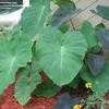 Thumbnail #2 of Colocasia esculenta by mininissandog