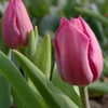 Thumbnail #3 of Tulipa  by DaylilySLP