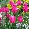 Thumbnail #1 of Tulipa  by poppysue