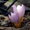 Thumbnail #2 of Crocus sieberi subsp. atticus by DaylilySLP