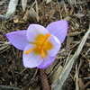 Thumbnail #4 of Crocus sieberi subsp. atticus by joesinay