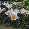 Thumbnail #5 of Crocus sieberi subsp. atticus by Terri1948