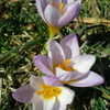 Thumbnail #3 of Crocus sieberi subsp. atticus by David_Paul