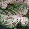 Thumbnail #3 of Caladium  by ineedacupoftea