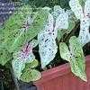 Thumbnail #1 of Caladium  by mystic