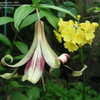 Thumbnail #3 of Lilium nepalense by Galanthophile