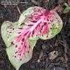 Thumbnail #3 of Caladium  by Shirley1md