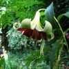 Thumbnail #5 of Lilium nepalense by bonitin