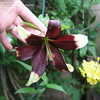 Thumbnail #4 of Lilium nepalense by Galanthophile