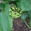 Thumbnail #3 of Scadoxus puniceus by palmbob