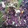 Thumbnail #3 of Crocus chrysanthus by Baa