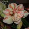 Thumbnail #2 of Hippeastrum  by micquie