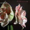Thumbnail #5 of Hippeastrum  by DaylilySLP
