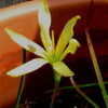 Thumbnail #1 of Zephyranthes reginae by dmj1218