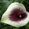 Thumbnail #3 of Zantedeschia  by Kiepersol