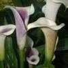 Thumbnail #5 of Zantedeschia  by Kiepersol