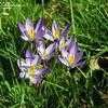 Thumbnail #3 of Crocus tommasinianus by Mike_G