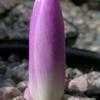 Thumbnail #2 of Colchicum x cultorum by Howard_C