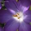 Thumbnail #5 of Crocus tommasinianus by bmuller