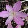 Thumbnail #3 of Colchicum x cultorum by Todd_Boland
