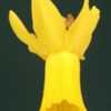 Thumbnail #3 of Narcissus  by Terri1948
