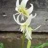 Thumbnail #1 of Erythronium californicum by KMAC