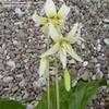 Thumbnail #2 of Erythronium californicum by KMAC