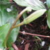 Thumbnail #3 of Erythronium revolutum by jbw1948