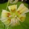 Thumbnail #4 of Erythronium californicum by John_Benoot