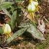 Thumbnail #3 of Erythronium californicum by handhelpers
