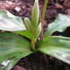 Thumbnail #4 of Erythronium revolutum by jbw1948