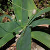 Thumbnail #5 of Ammocharis coranica by growin