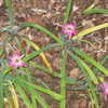 Thumbnail #5 of Ipheion uniflorum by vossner