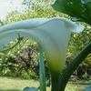 Thumbnail #3 of Zantedeschia aethiopica by raydio