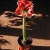 Thumbnail #2 of Hippeastrum  by kayaker
