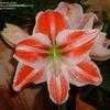 Thumbnail #3 of Hippeastrum  by Kiepersol