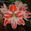 Thumbnail #5 of Hippeastrum  by Kiepersol