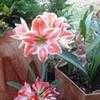 Thumbnail #4 of Hippeastrum  by Kiepersol
