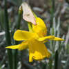 Thumbnail #3 of Narcissus  by Gardening_Jim