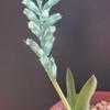 Thumbnail #1 of Lachenalia viridiflora by goldenfish