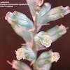 Thumbnail #2 of Lachenalia viridiflora by goldenfish