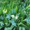 Thumbnail #4 of Lachenalia viridiflora by mgarr