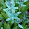 Thumbnail #5 of Lachenalia viridiflora by AnniesAnnuals