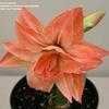 Thumbnail #1 of Hippeastrum  by kniphofia