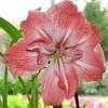 Thumbnail #5 of Hippeastrum  by bsharf