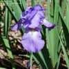 Thumbnail #3 of Iris  by palmbob