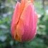 Thumbnail #4 of Tulipa  by Galanthophile