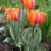 Thumbnail #5 of Tulipa  by shiming
