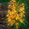 Thumbnail #2 of Platanthera ciliaris by 01_William