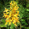 Thumbnail #5 of Platanthera ciliaris by 01_William